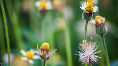 Close-up of yellow flowering plant