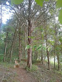 Bare trees in forest