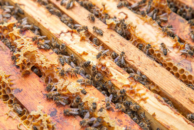 Close-up of bee on wood