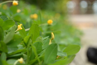 Close-up of flowers