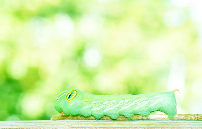 Close-up of lizard