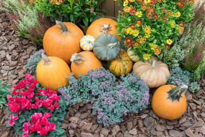 View of pumpkins on plant during autumn