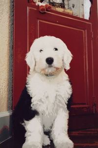 Portrait of a dog