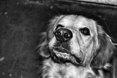 Close-up portrait of dog