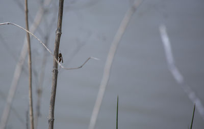 Close-up of snow on twig