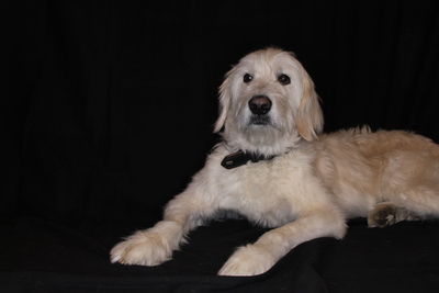 Portrait of dog lying down against black background