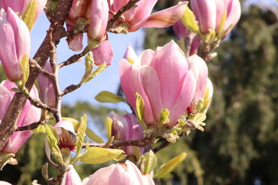 Close-up of pink flowering plant