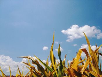 Low angle view of plants against blue sky