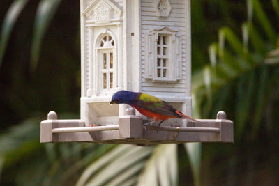 Male painted bunting passerina ciris bird on a bird feeder in naples, florida.