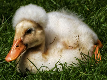 Close-up of ducklings on grass