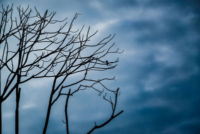 Low angle view of silhouette bare tree against sky