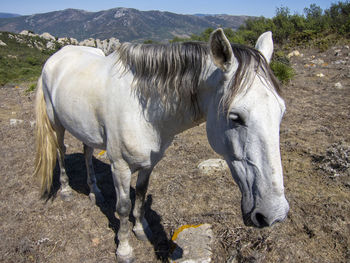 Horse standing in a field