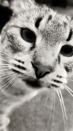 Close-up portrait of cat