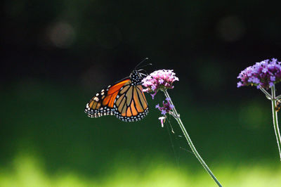 Close-up of butterfly pollinating on flower