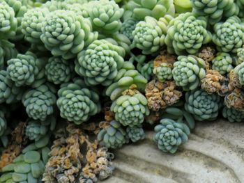 Full frame shot of cactus for sale at market stall