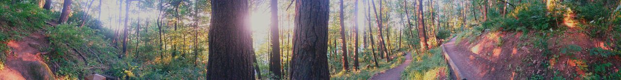 Panoramic shot of trees in forest