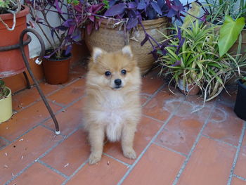 High angle portrait of dog sitting on potted plant