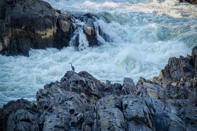 Scenic view of waterfall with heron bird wildlife 