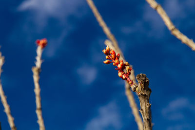 Low angle view of flowering plant against blue sky