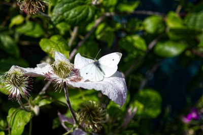 Close-up of butterfly on white flowering plant