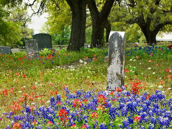 View of flowers in park