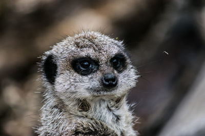 Close-up of an animal