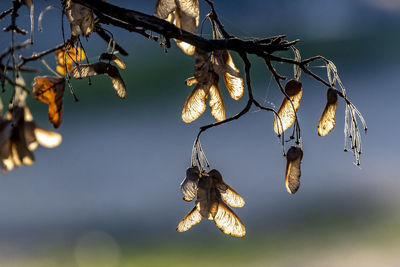 Close-up of christmas decorations