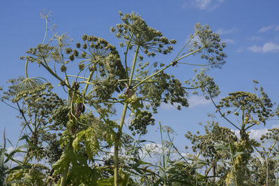 Low angle view of tree against blue sky