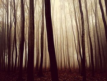 Trees in forest