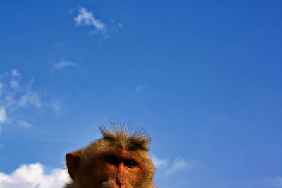 Low angle view of monkey against sky