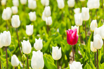 Close-up of white flowers on field