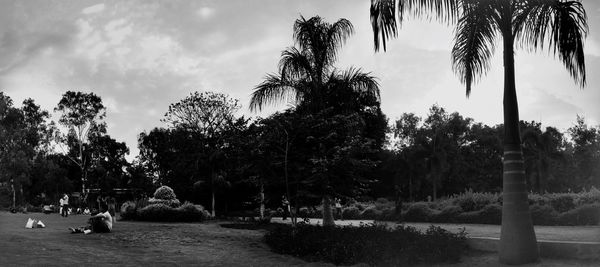 Palm trees against sky