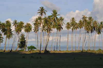 Palm trees on landscape against sky