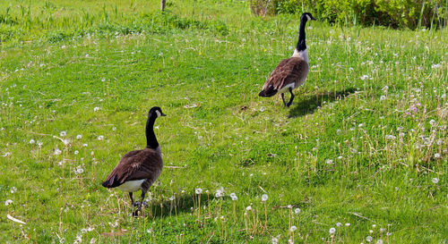 Bird in a field