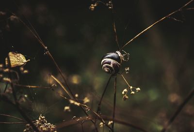 Close-up of snail on plant