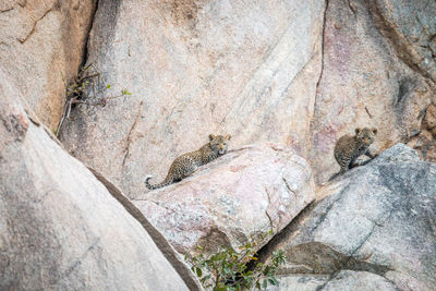 Leopards on rock