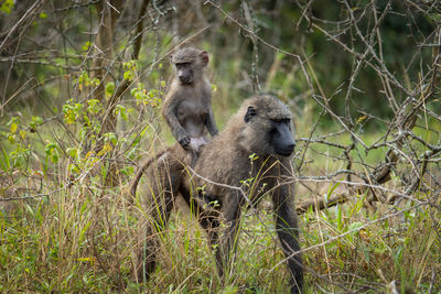 animal wildlife