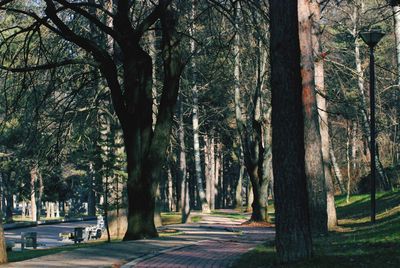 Trees in park