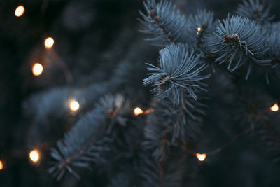 Close-up of christmas tree at night