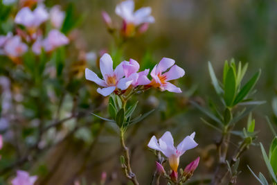 Close-up of pink flowering plant