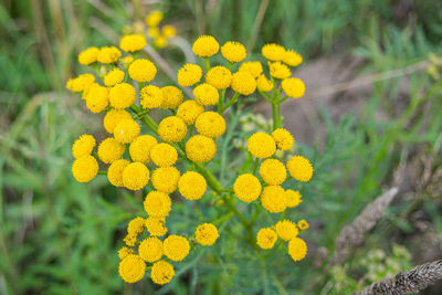 Close-up of yellow flowering plant