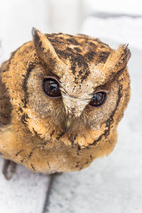 Close-up portrait of owl