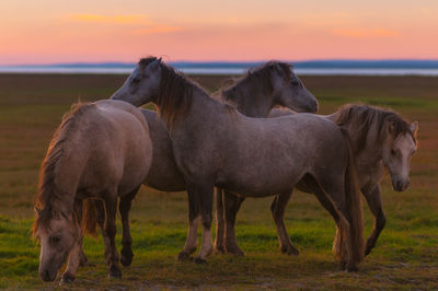 Horses on field against sky during sunset