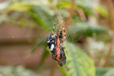 Close-up of spider on web