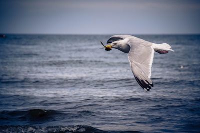 Seagull flying over sea