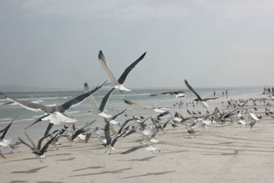 Flock of birds on beach against sky