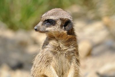 Close-up portrait of meerkat