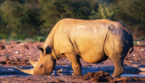 Side view of elephant on field