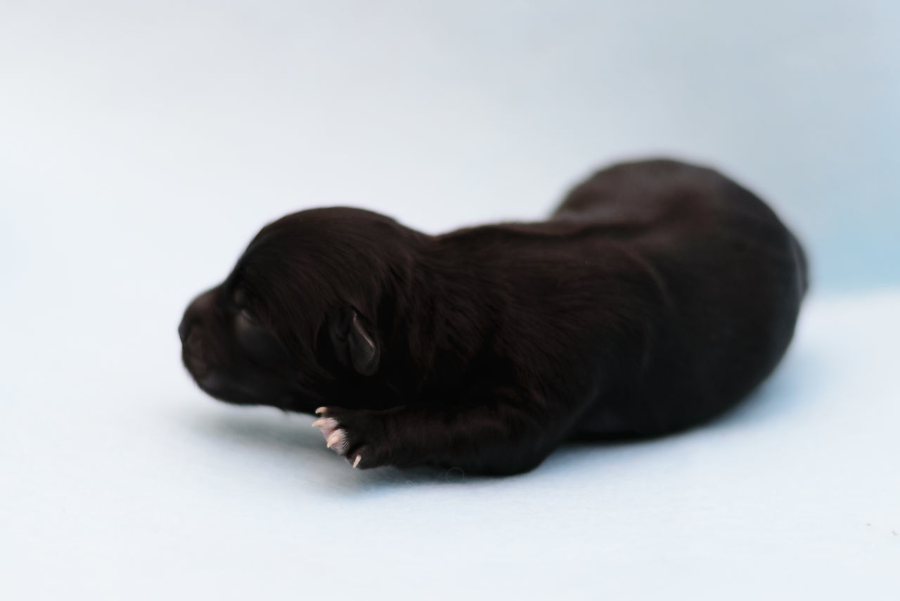 CLOSE-UP OF A BLACK DOG