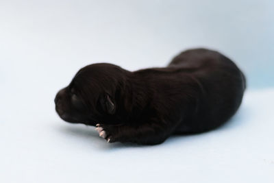 Close-up of a dog over white background